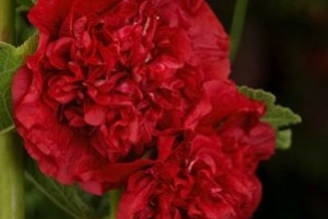 Alcea Hollyhock 'Chater's Double Scarlet' 
